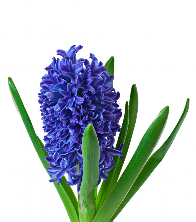 Buying Haftsin hyacinth and its preservation methods