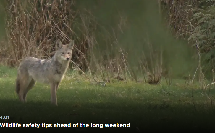 افزایش موارد مشاهده گرگ‌ها طی همه‌گیری کووید-١٩ در سطح شهر‌های مجاور جنگل‌ها